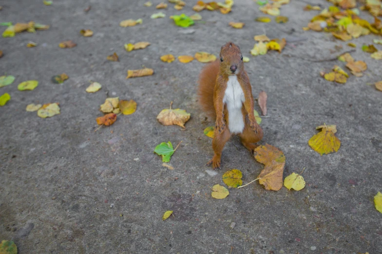 a squirrel sits on the ground on autumn leaves