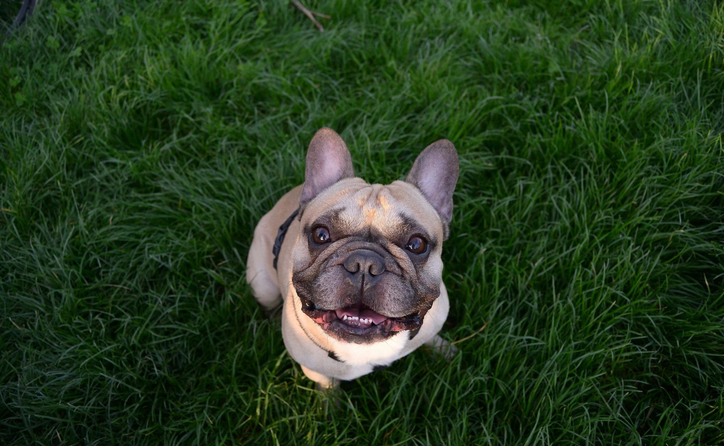 a small brown and white dog laying in the grass