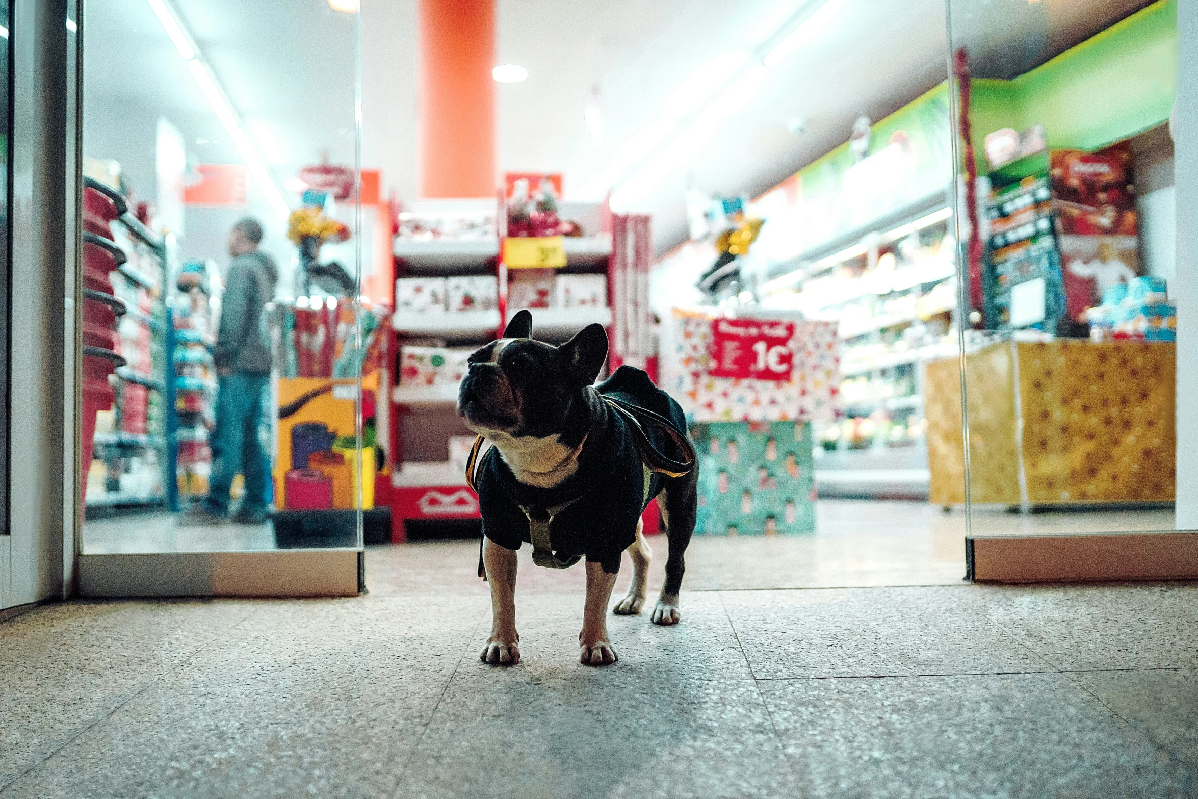 a dog that is looking inside a shop