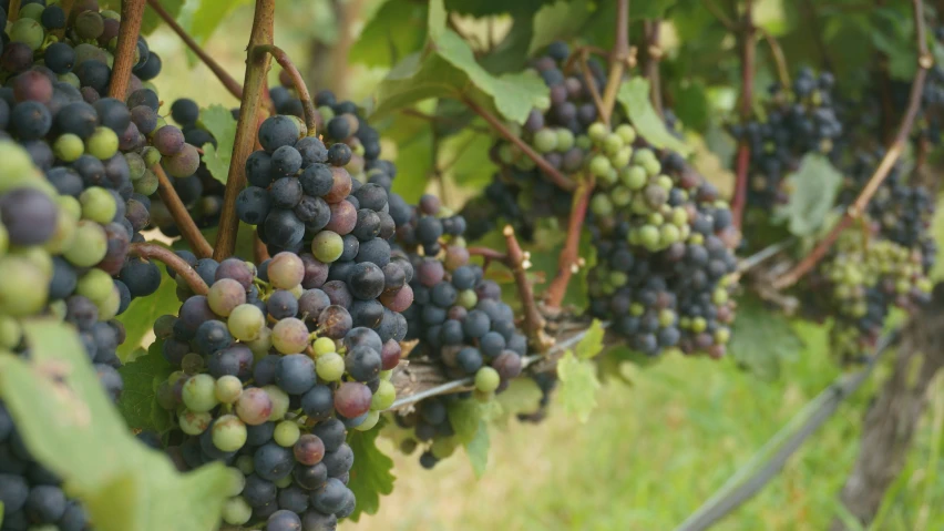 several bunches of gs hang from a vine