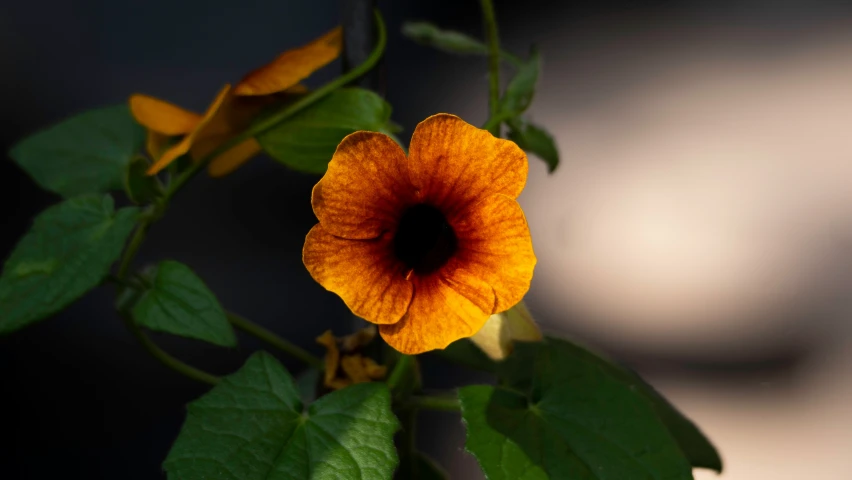 a small yellow flower on the nch with green leaves