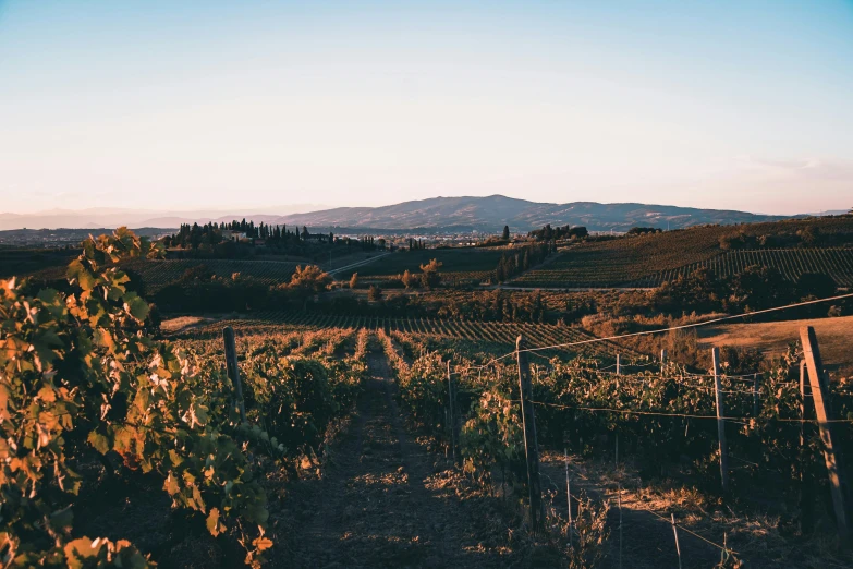 an old picture looking through a vineyard at sunset