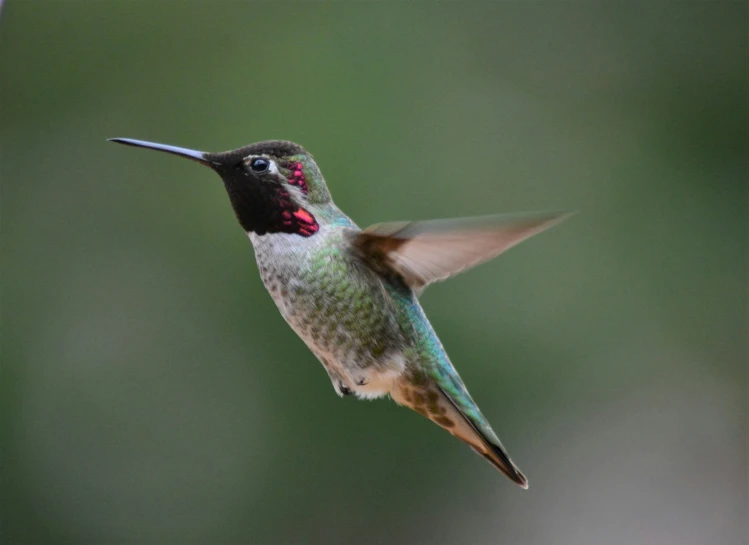 the hummingbird is flying near the nectar flower