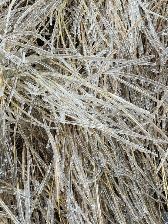 an image of frosted grass with small drops of water