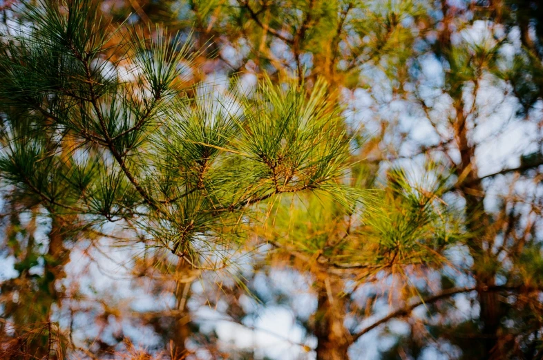 green trees with brown and red leaves in the background