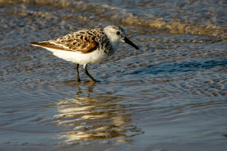 a small bird stands in shallow water on a beach