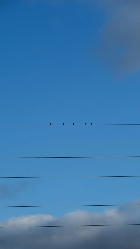 a line of birds standing on some power lines