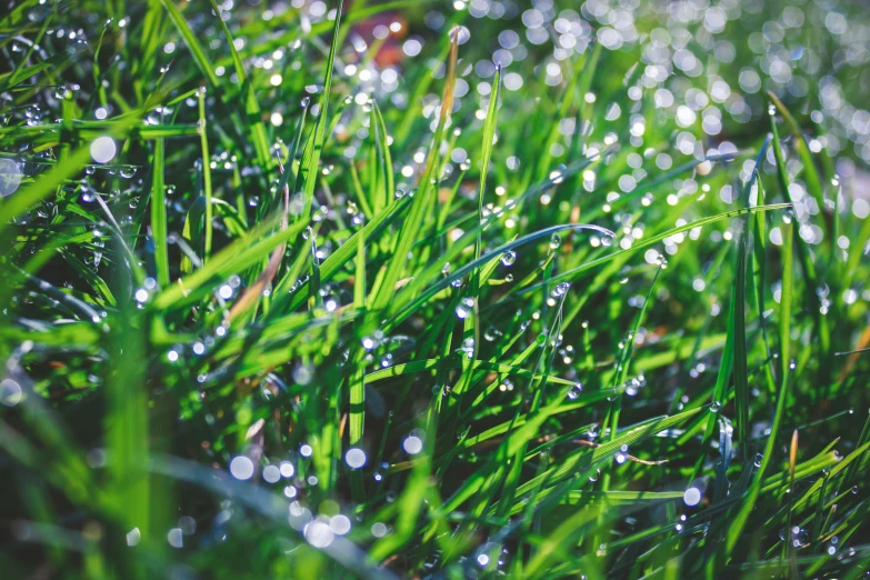 drops of rain falling from the sky on grass