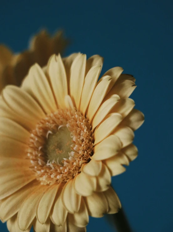 a flower is shown against the blue sky