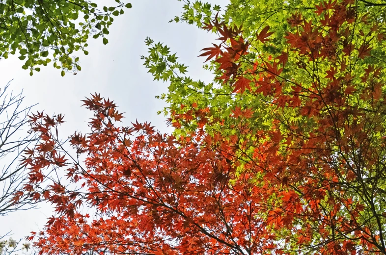 red and green leaves stand out from the trees in the rain