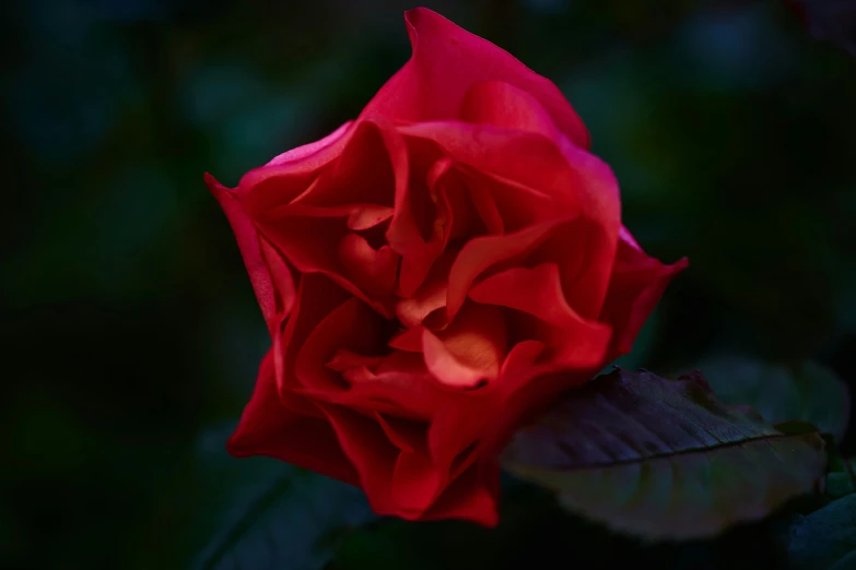 a red rose is illuminated by the sunlight