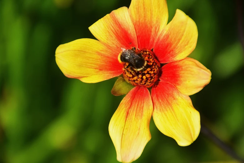 a bee is sitting on the middle of a yellow flower