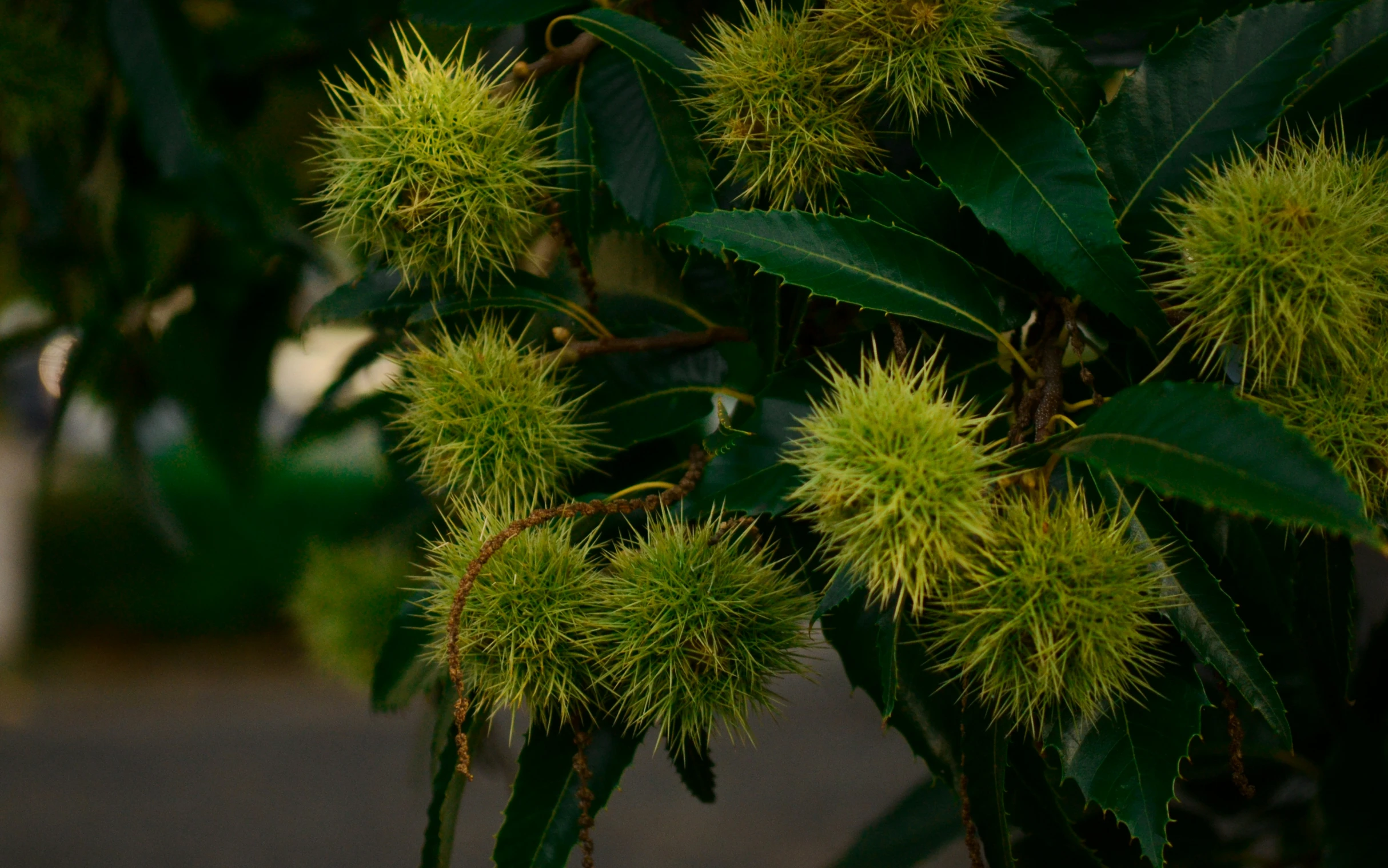 close up of leaves and fruits on a tree