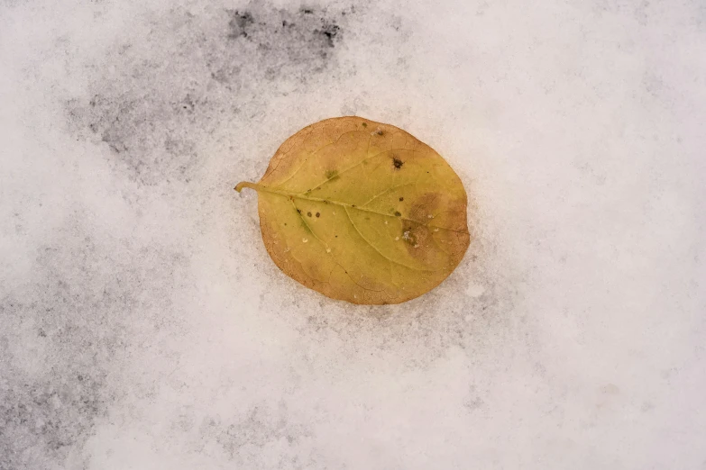 a leaf laying on the snow covered ground