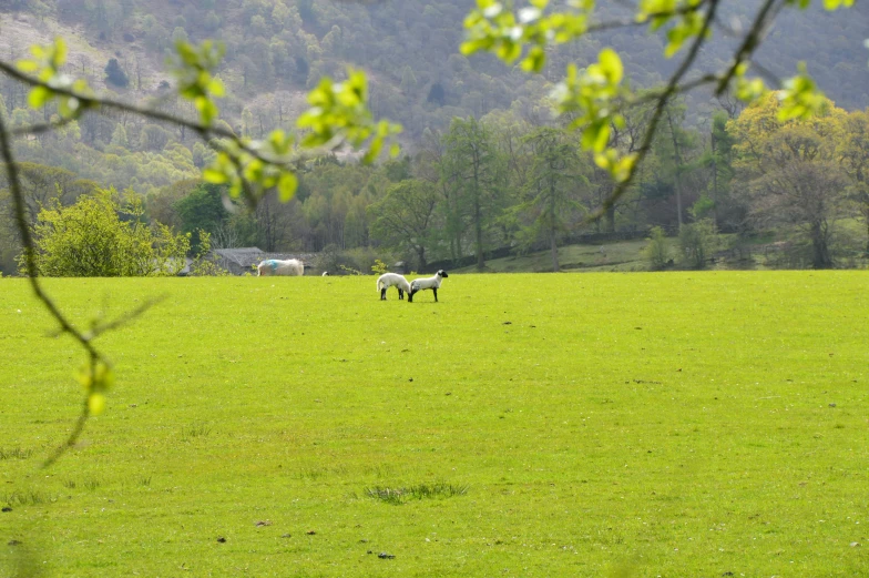 a herd of horses grazing on a lush green field