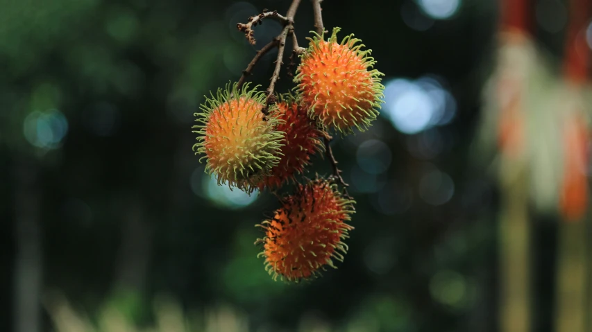 an image of a bunch of fruit hanging on the tree