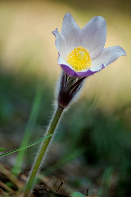a small white flower with a yellow stamen