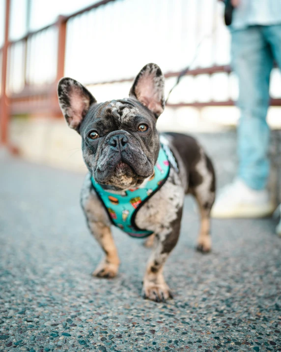 a small black and white dog with an attached collar