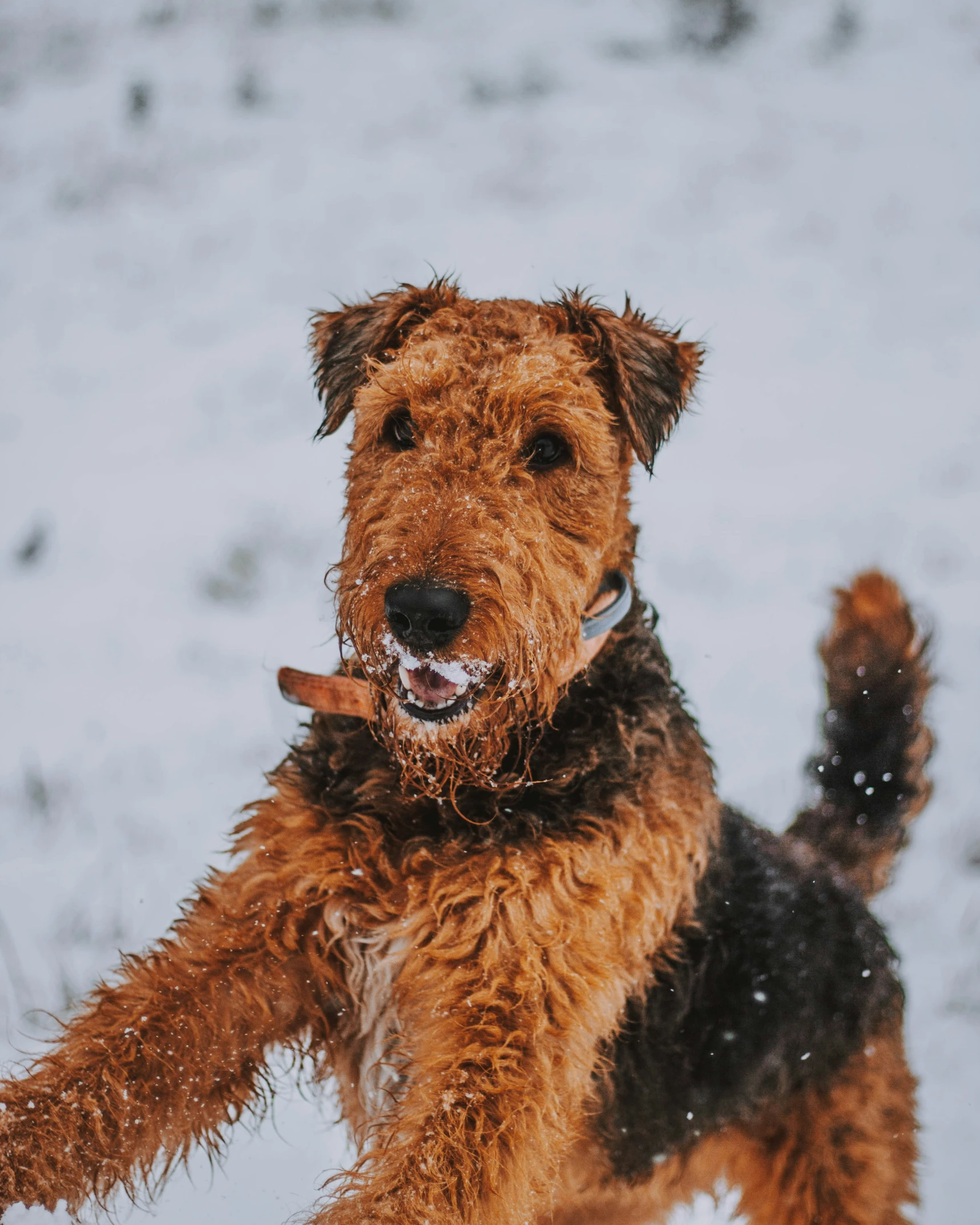 a brown dog standing in the snow with his tongue out