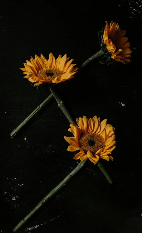 a set of three fake sunflowers with stem on black background