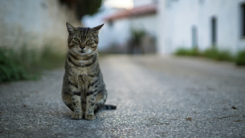 a tabby cat sitting on a paved street