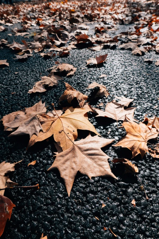 lots of dead leaves on a pavement with the fall color