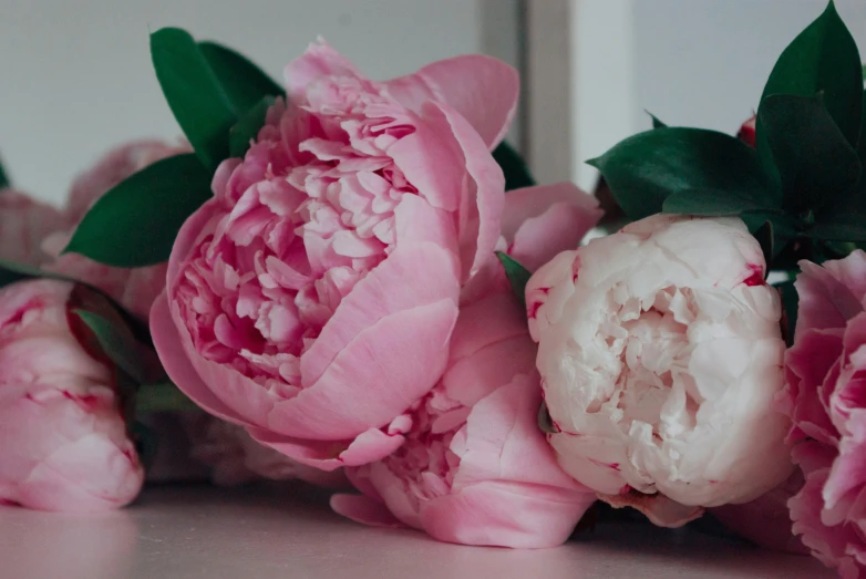 a closeup s of pink flowers in front of a mirror