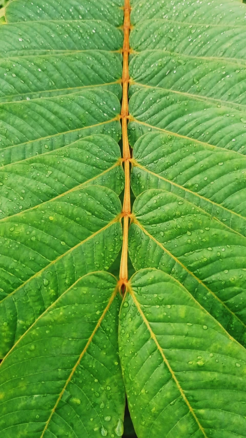 a green plant leaf with water droplets on it