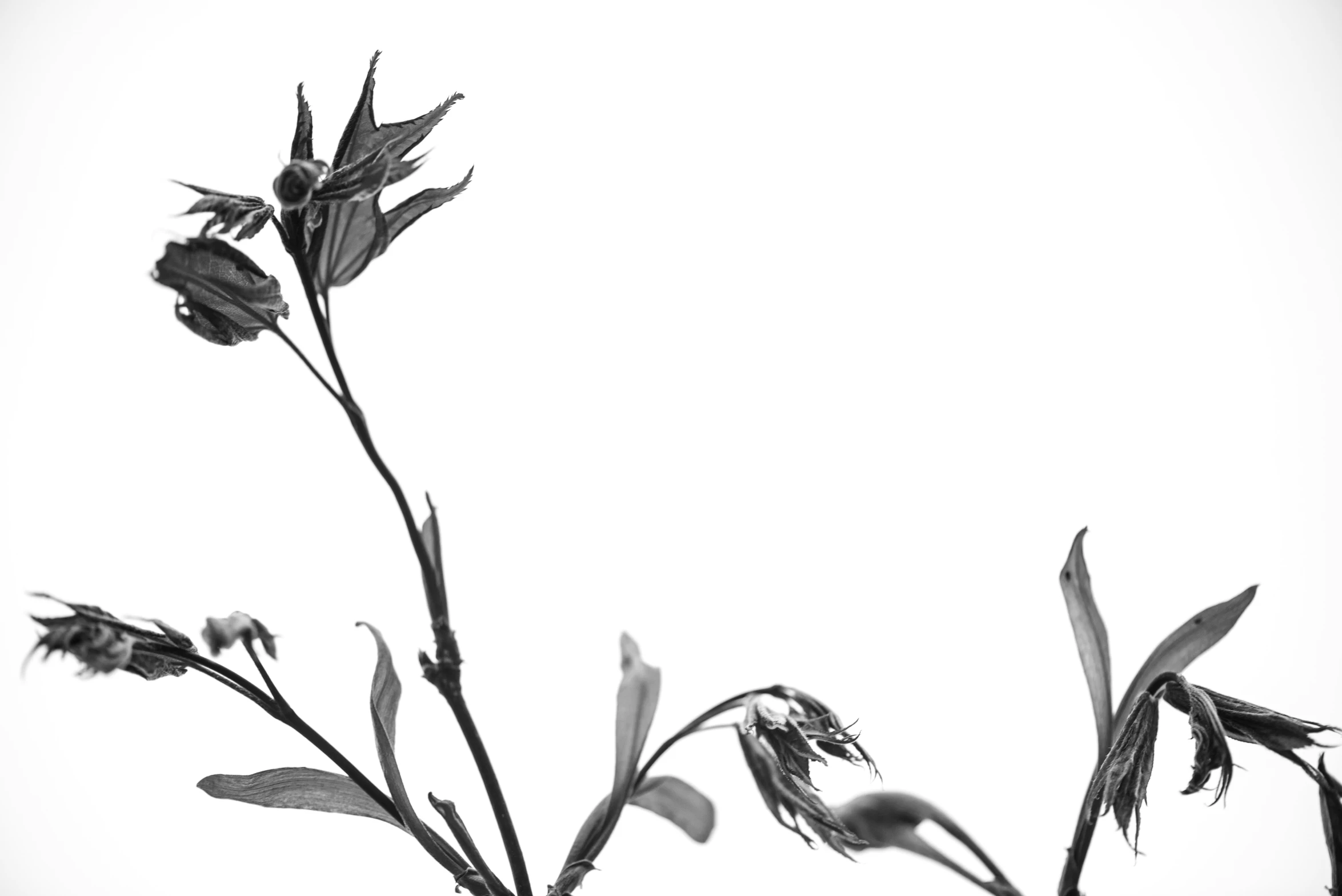 this black and white image shows a plant with very little leaves