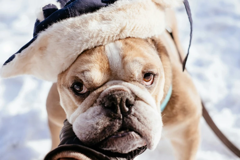 the bulldog is wearing a hat with a scarf