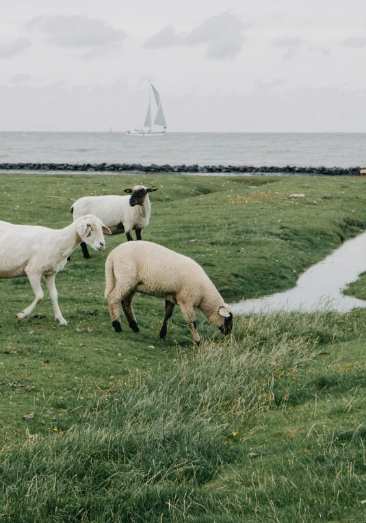 a flock of sheep grazing on a green grass field