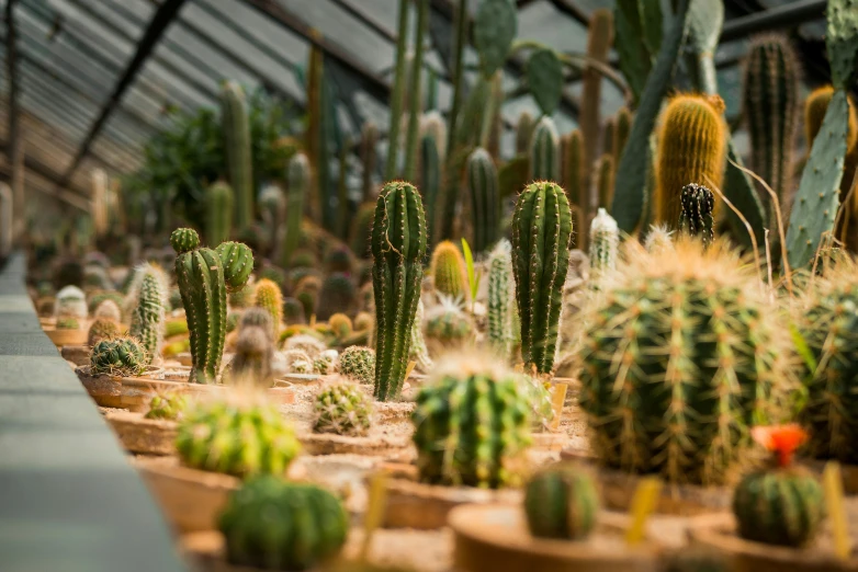 a variety of cacti in pots on display
