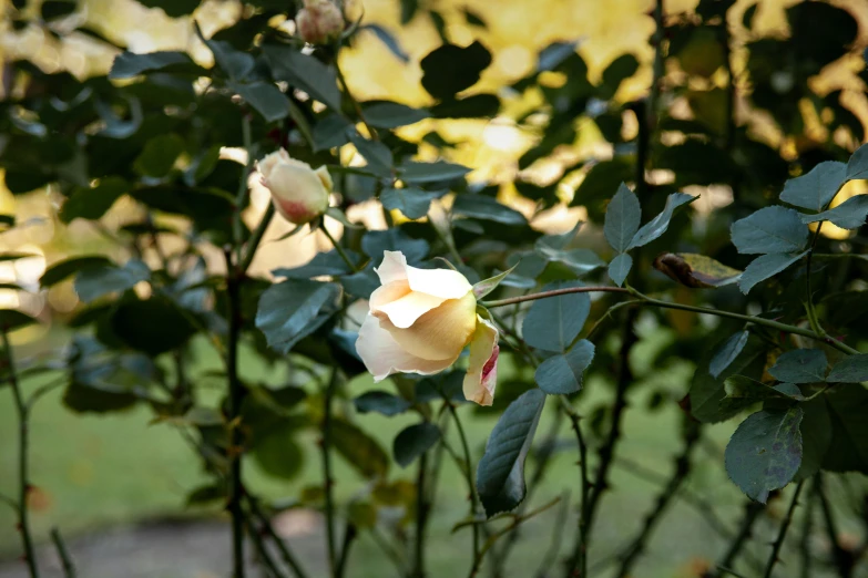 a group of white roses with some green leaves