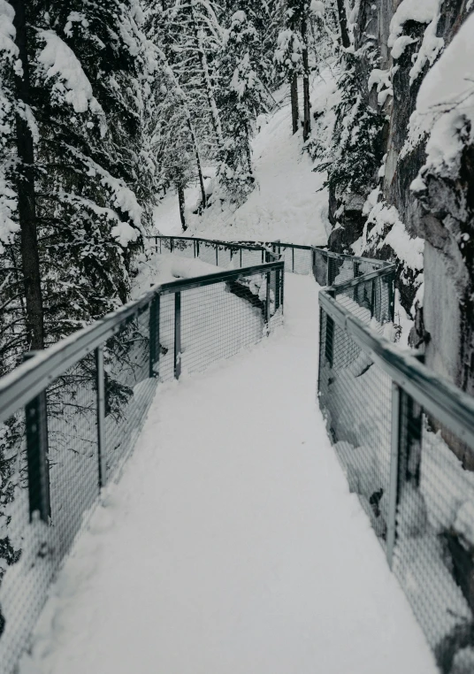 the snow covers a walkway in a wooded area