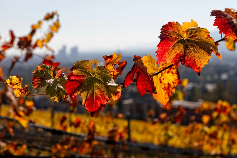 some leaves on a tree outside with buildings in the background