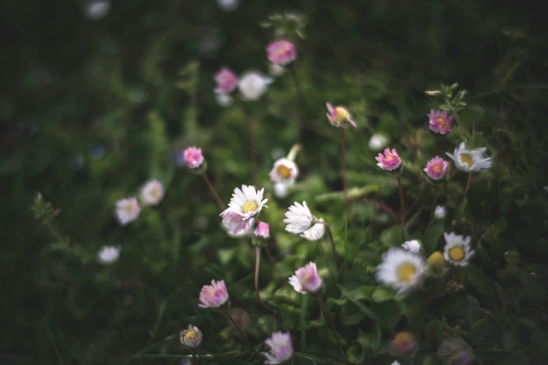 many white and pink flowers are growing out of the grass