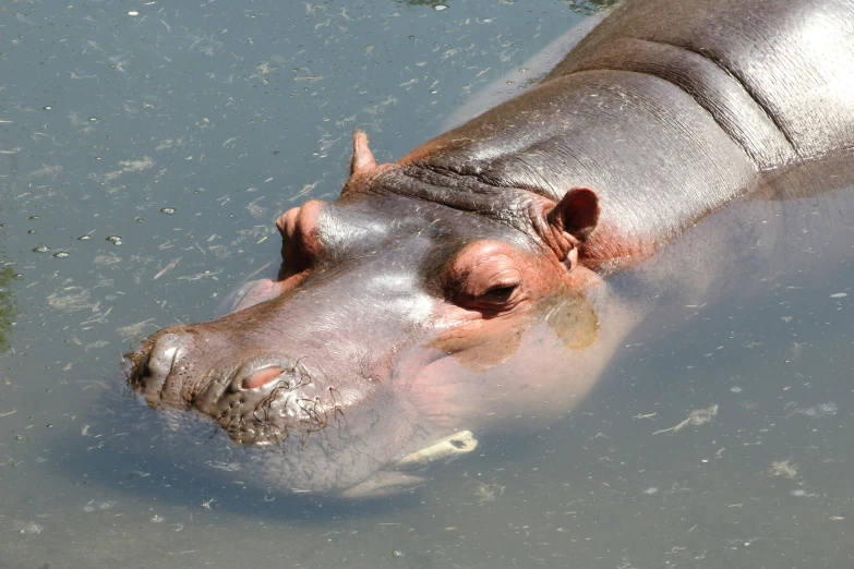 a hippopotamus submerged in water with its mouth open