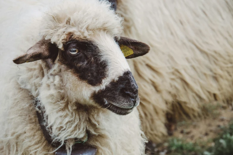 sheep with curly hair staring into the camera