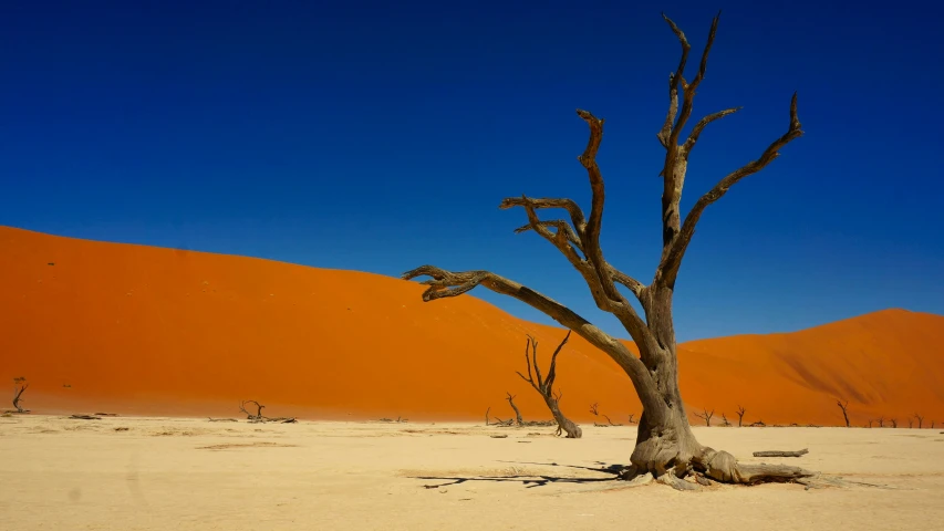 the bare tree is standing in the desert