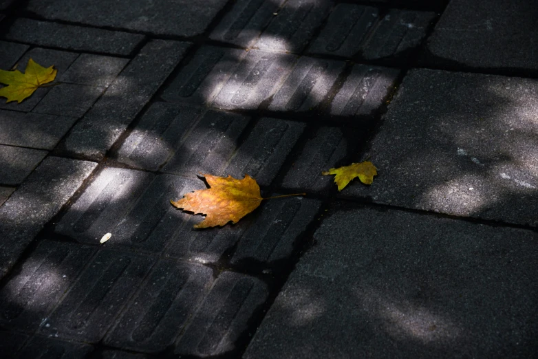 a leaf on the sidewalk next to a walk way