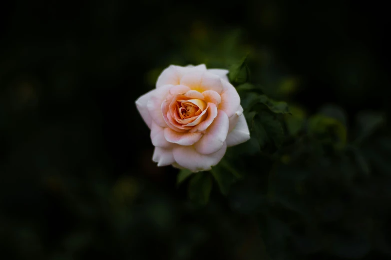 a pink rose is blooming on the stem of a bush