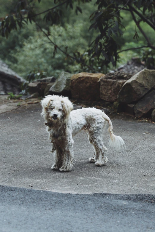 a gy white dog is standing in the middle of a road