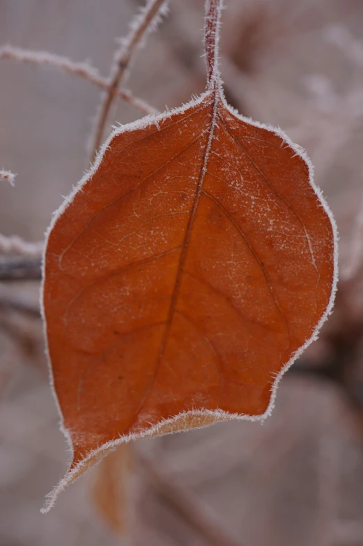 the leaf is frozen and frosting on the outside