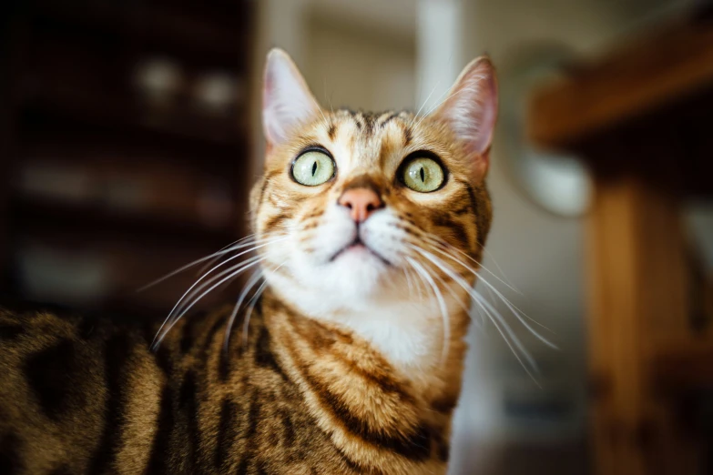 a cat looks intently into the camera from behind