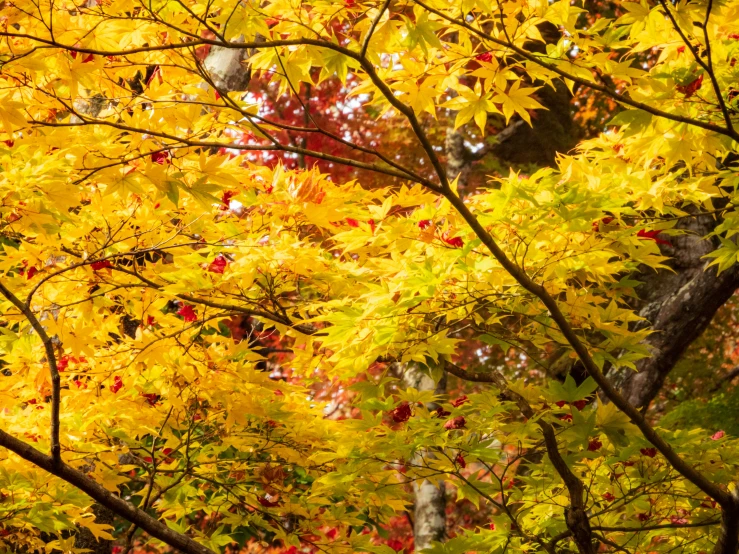 yellow leaves are growing on trees with red and yellow leaves