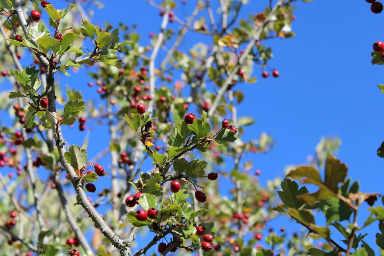 a nch with many small leaves and red berries