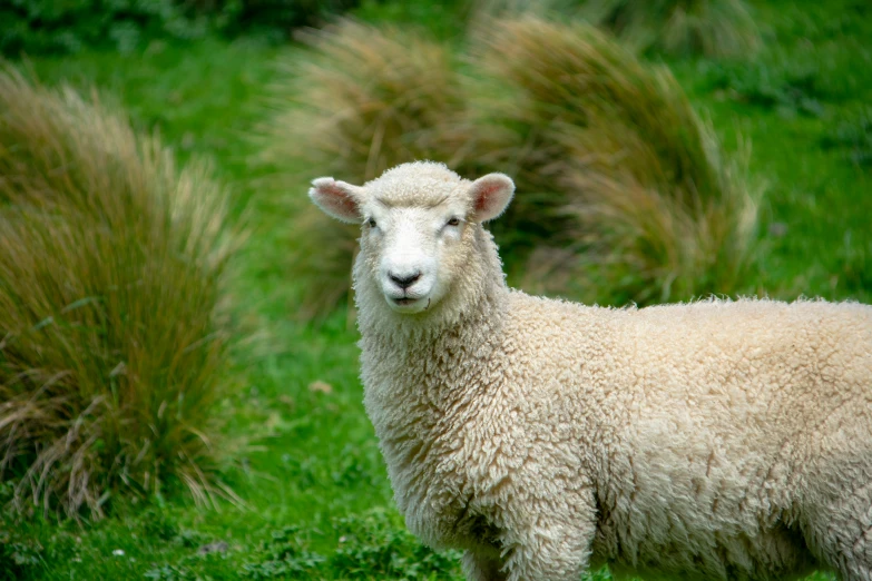 a sheep with a gy hair standing on a lush green field