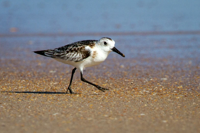 a little bird walking on the sand at the beach