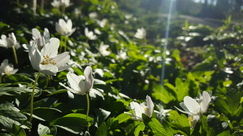 white flowers in the grass next to the forest