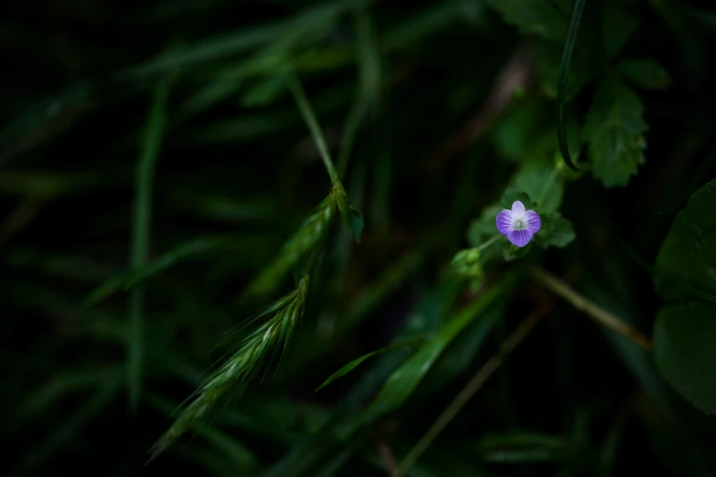 a plant with small flowers grows in a dark, green area